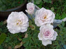 Sweet Arlene rose photo