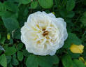 Symphony ® rose photo