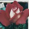 Eté Parfumé rose photo
