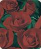 Montana rose photo