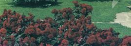 Europeana rose photo