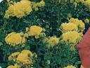 Honeymoon rose photo