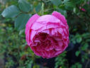 Tendresse rose photo