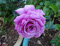 The Colwyn Rose rose photo
