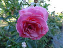 Tickled Pink rose photo