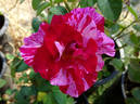 Tigress ™ rose photo