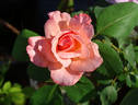 Tiki rose photo