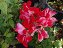 Topsy Turvy ™ rose photo