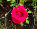 Toro rose photo