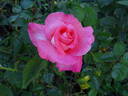 Touch of Class ™ rose photo