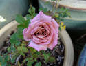 Twilight Trail rose photo