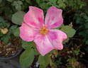 Watercolors ™ rose photo