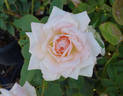 White Delight rose photo