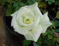 White Masterpiece rose photo