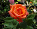 Wildfire ™ rose photo