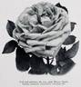 Magna Charta rose photo