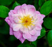 Pink Poodle rose photo