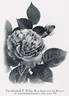 Marshall P. Wilder rose photo