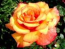 Soledad rose photo