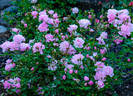 Pink Poodle rose photo