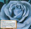 Nil Bleu ® rose photo