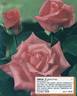 Omega rose photo