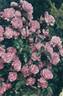 Dick Koster rose photo