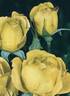Tapis Jaune ® rose photo