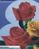 Alpha rose photo