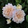 Softee rose photo