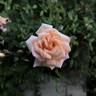 Softee rose photo