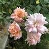 Softee rose photo