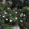 Softee rose photo