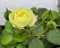 Creamy Eden rose photo
