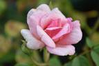 Duke of York rose photo