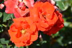 Tchin-Tchin rose photo