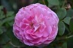 Coconut Ice rose photo