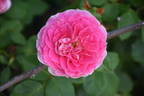 Coconut Ice rose photo