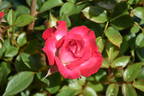 Hilde ™ rose photo
