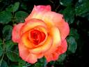 Soledad rose photo