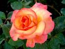 Soledad rose photo