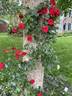 Amadeus ™ rose photo