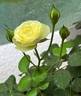 Creamy Eden rose photo