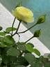Creamy Eden rose photo