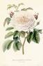 Comtesse de Ségur rose photo