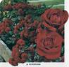 Europeana rose photo