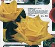 Aalsmeer Gold ® rose photo