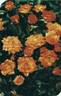 Colibri rose photo