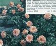 Sonia Meilland, Cl. rose photo