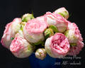 Charming Piano rose photo
